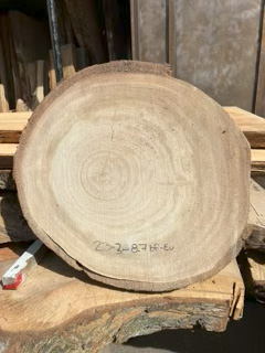 Eucalyptus